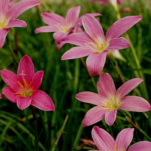 Zephyranthes Robusta